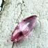 Crystal Stone Healing Energy Naga Eye Leklai Claw Love Lpink Rose Amulet #0142