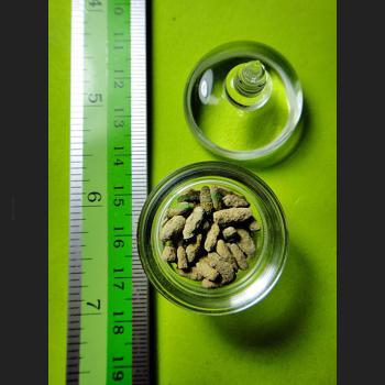 SACRED AMULET THAI BUDDHA SARIRA RELIC HOLY STONE RICE SHAPE STUPA WEALTH