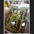 THAI AMULET REAL TWIN SPIRIT RAK-YOM BOY GIRL PROTECTION LP NEN GEMS TAKUD 7354