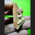 OLD THAI REAL AMULET TABLET CLAY TRIANGLE NANGPHAYHA LP YEAM POWERFUL QUEEN