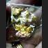GREAT VICTORY WIN ALL MONKEY FRYING ARMED WEAPON LP UPP THAI AMULET 18K COLORED 8174