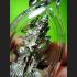 WESSUWAN GUARDIEN GHOST SLAYER AMULET THAI PROTECTION KILLED NIGHTMARE UPP 8196