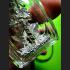 WESSUWAN GUARDIEN GHOST SLAYER AMULET THAI PROTECTION KILLED NIGHTMARE UPP 8196