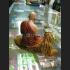 BUCHA BIG STATUE LP PERN AMULET THAI TALISMAN REAL 8713