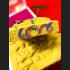 Khunpaen 7wife Horse Magic Lust Love Goy Be2551 Yellow 16Takrut Thai Amulet 9109