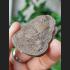 REAL THAI AMULET TALISMAN OLD CLAY MOLD FIRE MEDAL COIN HERMIT HEAD LP KALONG