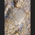 REAL THAI AMULET TALISMAN NAWA KHMER 1000 YEARS COIN LP KALONG 2009