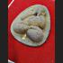 THAI AMULET PIDTA CLOSED EYE 1 GOLDEN TAKUD LP KOON WATBANRAI PREVENT DEITY