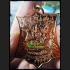 LERSRI HERMIT FOUR FACE GOD GAMBLING WIN MONEY HEALING LUCKY MONEY THAI AMULET LP EING BE2553