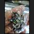 HANUMAN MINIATURE ARMED MONKEY 8HAND VICTORY RID ENEMY RICH MONEY THAI AMULET LP KEY BE2554 ALLOY