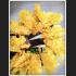 HANDMADE PLASTIC YELLOW FLOWER WREATHE GARLAND FESTOON WORSHIP OFFERING HOLY AMULET 7997