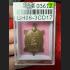 Certificate Samakom Turtle Sukjai Sankajai Buddha Liew Be2537 Thai Amulet #15360