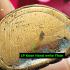 Kring Chinnabanchon Bell Lucky Fortune Money Rich Koon Be2556 Thai Amulet #16027