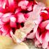Ancient Leklai Naga Eye Healing Crystal Lersri Snake Head Pink Thai Amulet 16639