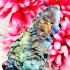 Leklai Trident Rainbow Magic Immortal Protection Best Powerful Thai Amulet 17035
