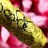 Takrut Palak Gold Charming Magic Mercy Lust Love Kalong Be2550 Thai Amulet 17154