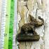 POWERFUL SACRED ELEPHANT LP KALONG AMULET THAI TALISMAN REAL
