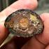 Wessuwan Ghost Slayer First Batch Fortune Lp Kalong Nawa Be2549 Thai Amulet #17174
