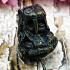 Payak Tiger Long Saber Tooth Hair Protection Lp Kalong Be2549 Thai Amulet #17199