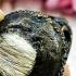 Payak Tiger Long Saber Tooth Hair Protection Lp Kalong Be2549 Thai Amulet #17199