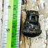 Payak Tiger Long Saber Tooth Hair Protection Lp Kalong Be2549 Thai Amulet #17199