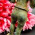 Ancient Khmer Magic Dvaravati Standing Buddha 4hand Green Bronze Statue #17223
