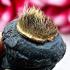 Payak Tiger Saber Tooth Hair Fortune Protection Kalong Be2549 Thai Amulet #17227
