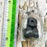 Payak Tiger Saber Tooth Hair Fortune Protection Kalong Be2549 Thai Amulet #17227