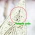 Nangpaya Queen Magic Leader Rich Money Powerful Kalong Be2551 Thai Amulet #17265
