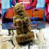 Monkey King Hanuman Powerful Boss Lp Sin Be2565 Teak Wooden Thai Amulet #17272