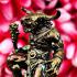 Hunpayon Guardian Woatanu Cow Minotaur Protection Ngern Be2565 Thai Amulet 17320