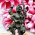 Hanuman Monkey 4hand Winner Wealth Rich Kalong Alpacca Be2549 Thai Amulet #17336