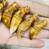 Unique Old Fang Tooth Carve Tiger Powerful Protection Lp Pern Thai Amulet #17351