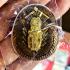 Metal Pidta Close Eye Wasp Sivali Windfall Rich Red Lp Jeed Thai Amulet 17571