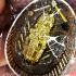 Metal Pidta Close Eye Wasp Sivali Windfall Rich Red Lp Jeed Thai Amulet 17571