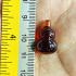 Crystal Healing Naga Eye Leklai NamTow Bottle Leader Boss Red Thai Amulet #17587