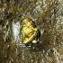 Holy Waxy Lips Cream Charm Lucky Guman Lokok Wealth Nen Be2554 Thai Amulet 17648