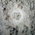 White 2 Leklai Pearl Buddha Relic Healing Reiki Stone Meditate Thai Amulet 17677