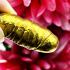 Leklai Suwanracha Cave Drop Gold Change Fortune To Millionair Thai Amulet #17744