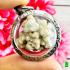 Buddha Relic Brain Stone Sarira Sivali Leklai Lucky Fortune Thai Amulet #17746