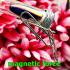 Leklai Cave Drop Magnetic Healing Metal Rainbow Immortal Lucky Thai Amulet 17750