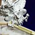 PayaKrut Garuda Half Bird Lucky Control Mind Mass Chant Be2566 Thai Amulet 17842