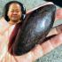 Raw Leklai Kotpi Capsule Rugby Cave Drop Immortal Protection Thai Amulet #17991