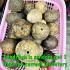 Coconut Shell Eye Rahu Eat Moon Gambling Win Rich WatSrisaTong Thai Amulet 18045