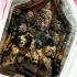 KhunPaen 7Wife Ashes Prai Guman Money Love Attraction Love Goy Thai Amulet 18047