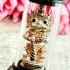 Wessuwan Guardian Ghost Protection Magic Millionaire Rich Nen Thai Amulet #18058