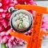 Rock Buddha Relic Leklai Stone Sarira Sivali Arahan Money Rich Thai Amulet 18078