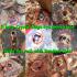 Crystal River Rock Healing Stone Leklai Naga Eye Gems Inside Thai Amulet #18084