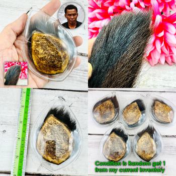 Panneng Skull Tiger Forehead Yantra Protection Commander Tawee Thai Amulet 18095