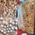 Buddha Relic Cave Stone Egg HinPhaThad SamRoiYod Leklai Money Thai Amulet 18215